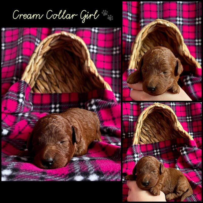 Cockapoo puppies for sale in Newton Abbot, Devon – 1 week old - Image 3 of 6