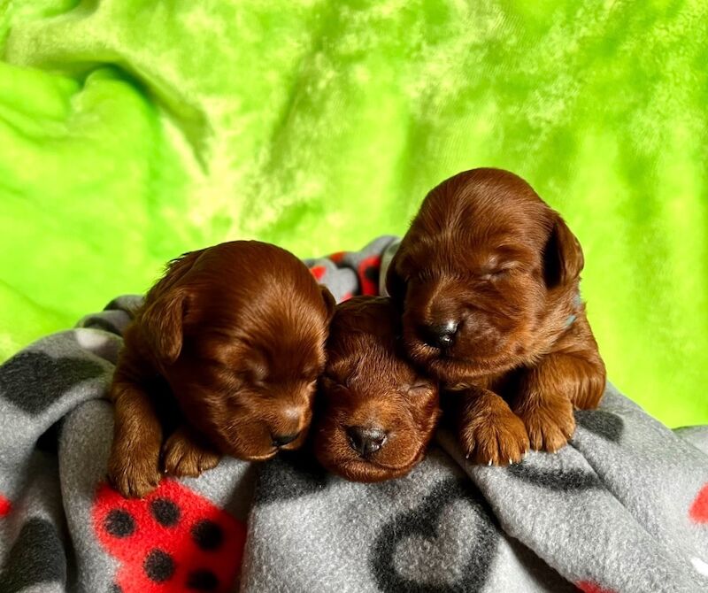 Cockapoo puppies for sale in Newton Abbot, Devon – 1 week old - Image 4 of 6