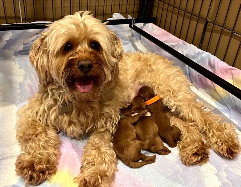 Cockapoo puppies for sale in Newton Abbot, Devon – 1 week old - Image 5 of 6