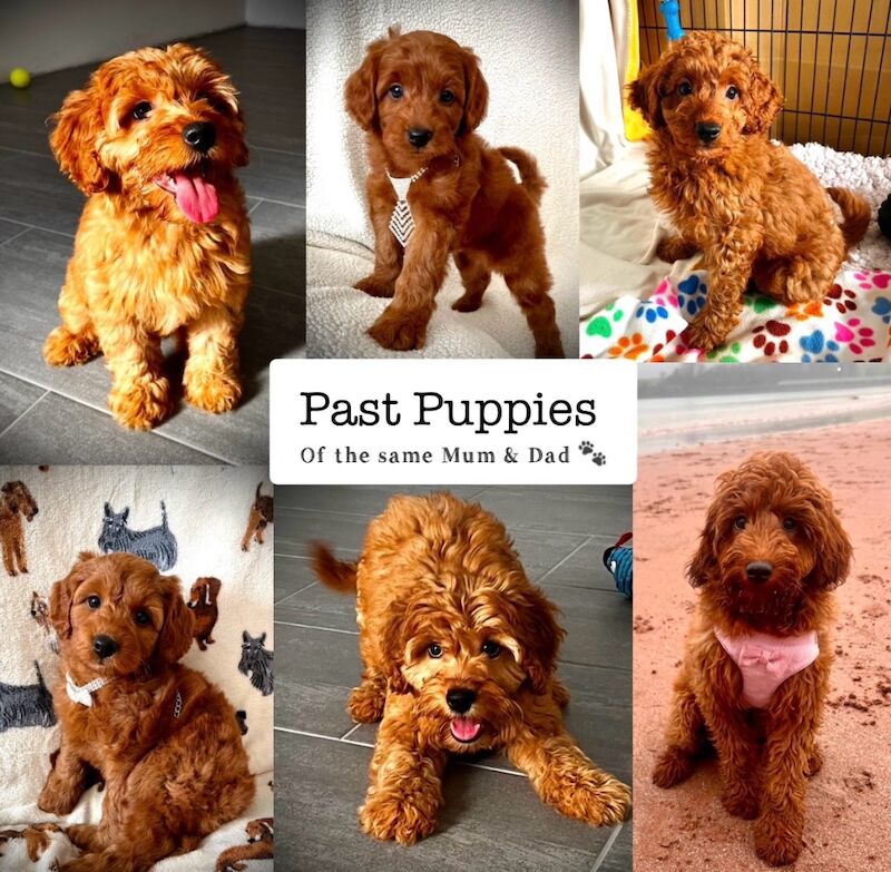 Cockapoo puppies for sale in Newton Abbot, Devon – 1 week old - Image 6 of 6