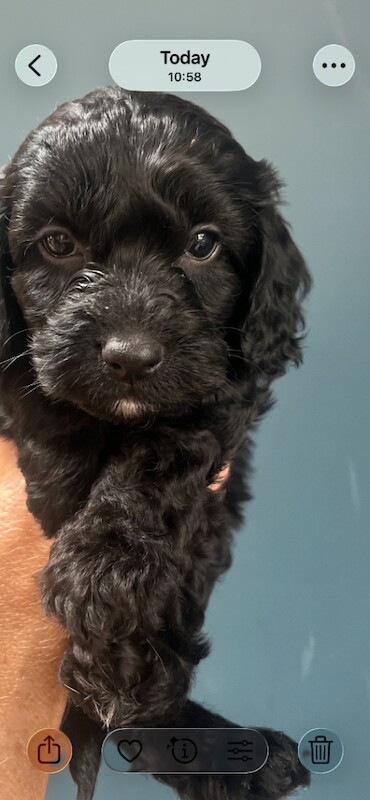 Gorgeous F1 Cockapoo puppies - Image 2 of 4