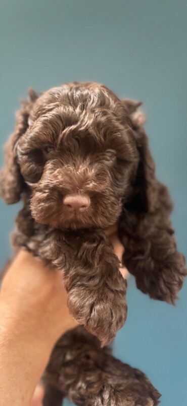 Gorgeous F1 Cockapoo puppies - Image 3 of 4