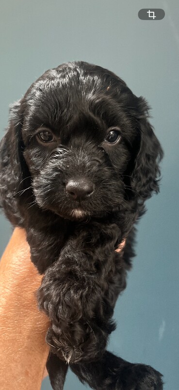 Gorgeous F1 Cockapoo puppies - Image 4 of 4
