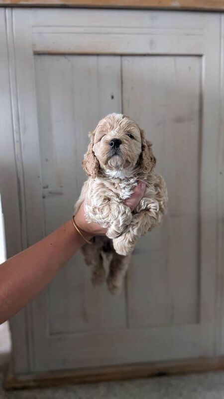 Gorgeous F1 Cockapoo Puppies – Health checked, Fully Vaccinated & Raised in Our Family Home - Image 2 of 5