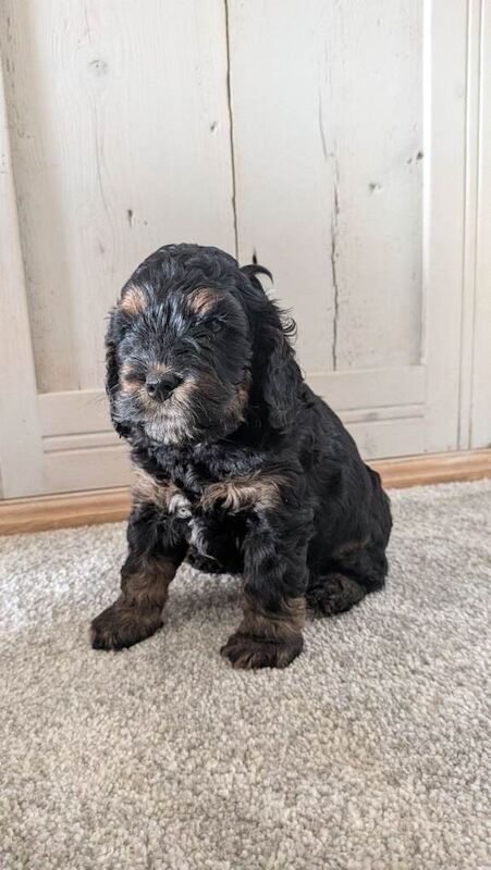 Gorgeous F1 Cockapoo Puppies – Health checked, Fully Vaccinated & Raised in Our Family Home - Image 3 of 5