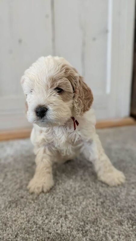 Gorgeous F1 Cockapoo Puppies – Health checked, Fully Vaccinated & Raised in Our Family Home - Image 4 of 5