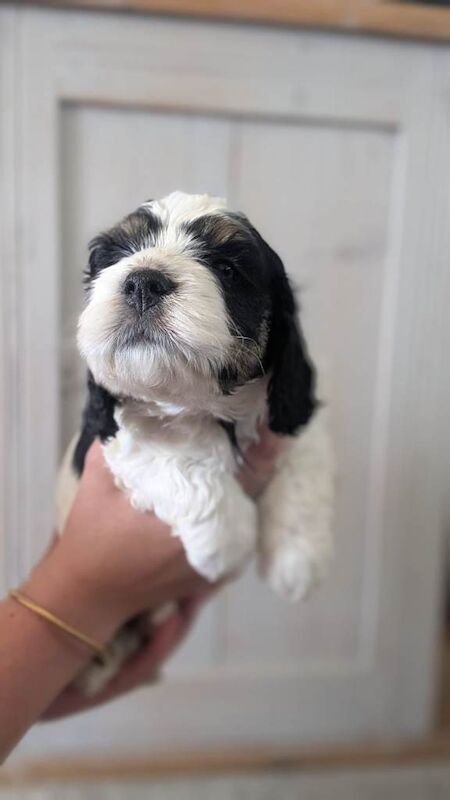 Gorgeous F1 Cockapoo Puppies – Health checked, Fully Vaccinated & Raised in Our Family Home - Image 5 of 5