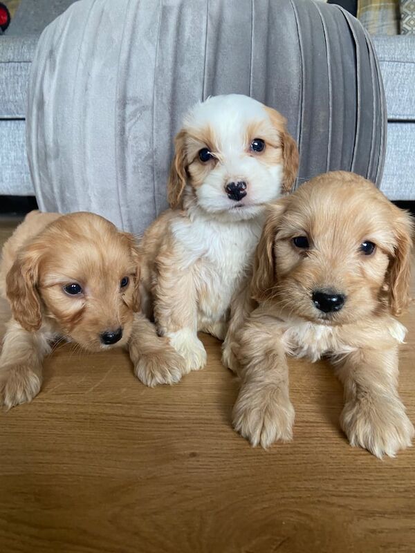 Cockapoo puppies for sale in Warrenpoint, County Down – 7 weeks old