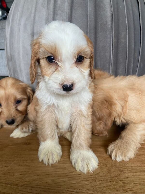 Cockapoo puppies for sale in Warrenpoint, County Down – 7 weeks old - Image 2 of 3