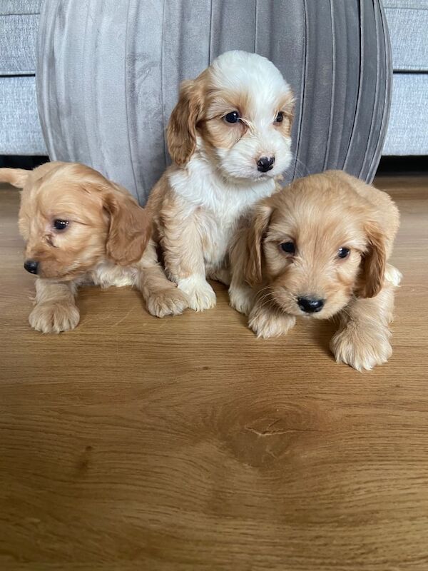 Cockapoo puppies for sale in Warrenpoint, County Down – 7 weeks old - Image 3 of 3