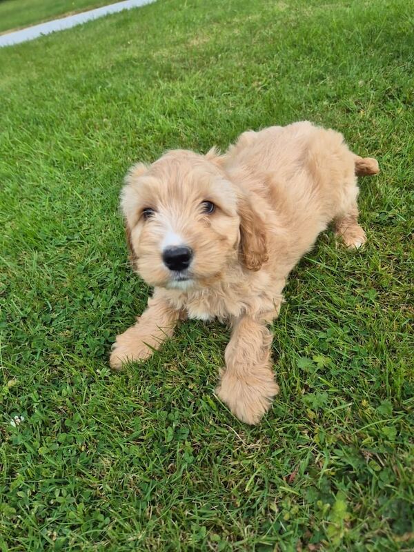 Cockapoo puppies for sale in Newry, County Armagh – 8 weeks old