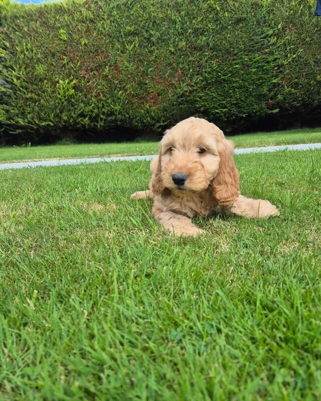 Cockapoo puppies for sale in Newry, County Armagh – 8 weeks old - Image 2 of 3