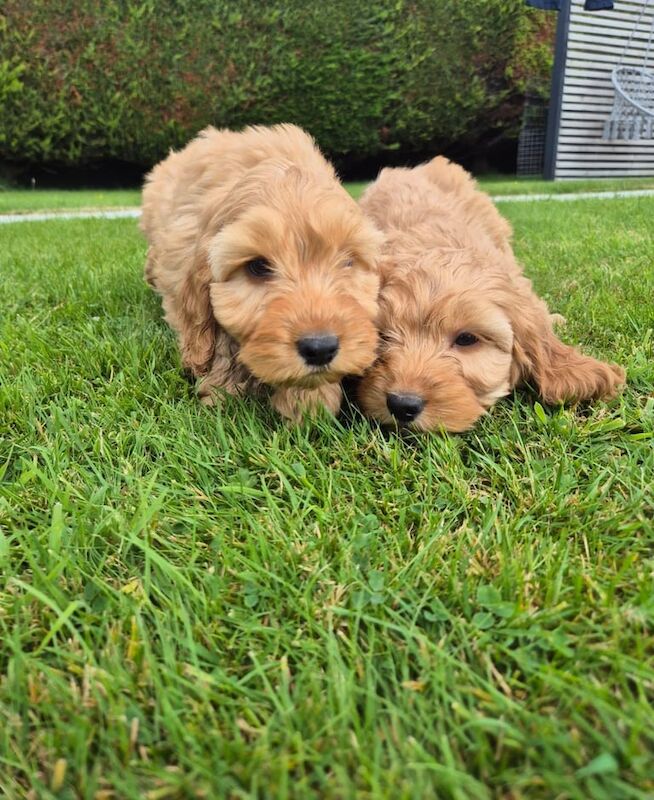 Cockapoo puppies for sale in Newry, County Armagh – 8 weeks old - Image 3 of 3