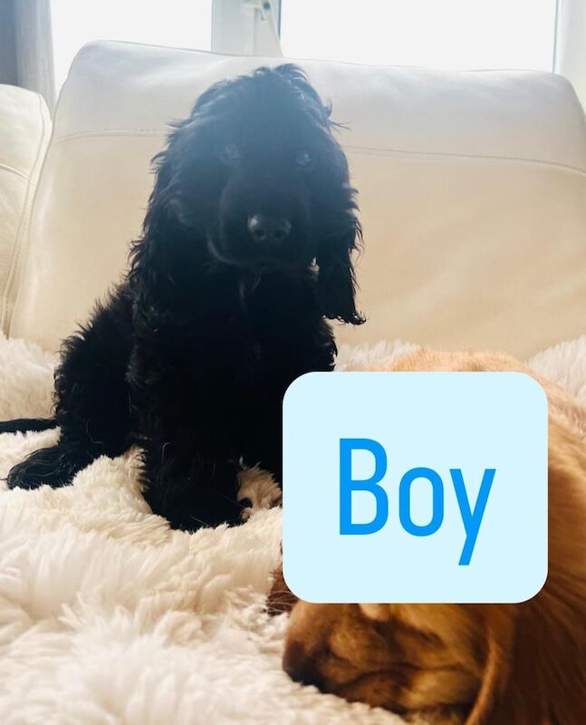 Cockapoo puppies for sale in Leyland, Lancashire – KC registered, 10 weeks old
