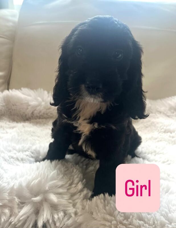 Cockapoo puppies for sale in Leyland, Lancashire – KC registered, 10 weeks old - Image 2 of 3
