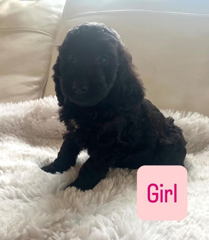 Cockapoo puppies for sale in Leyland, Lancashire – KC registered, 10 weeks old - Image 3 of 3