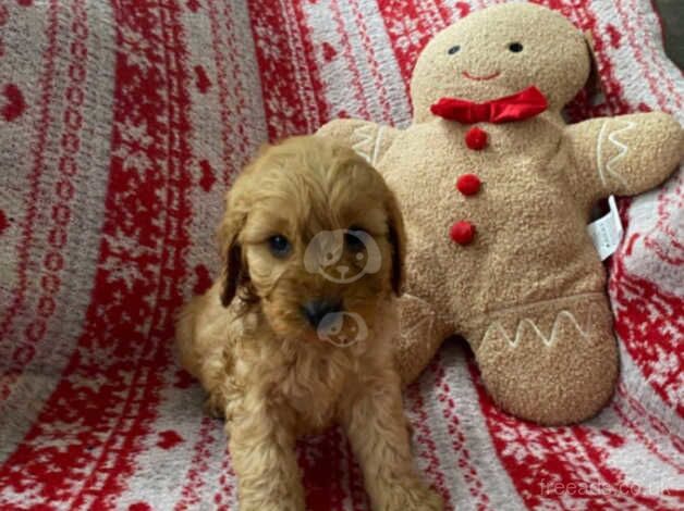 Gorgeous f1 cockerpoos look! - Image 2 of 5