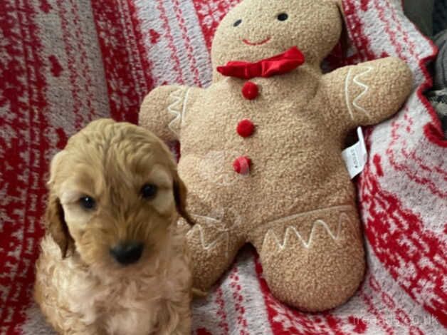 Gorgeous f1 cockerpoos look! - Image 3 of 5