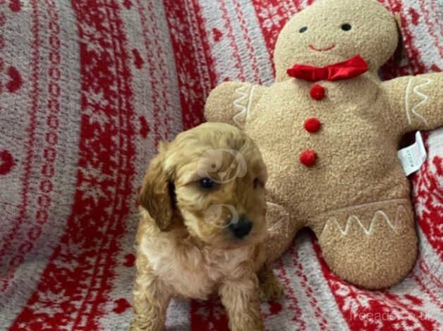 Gorgeous f1 cockerpoos look! - Image 4 of 5