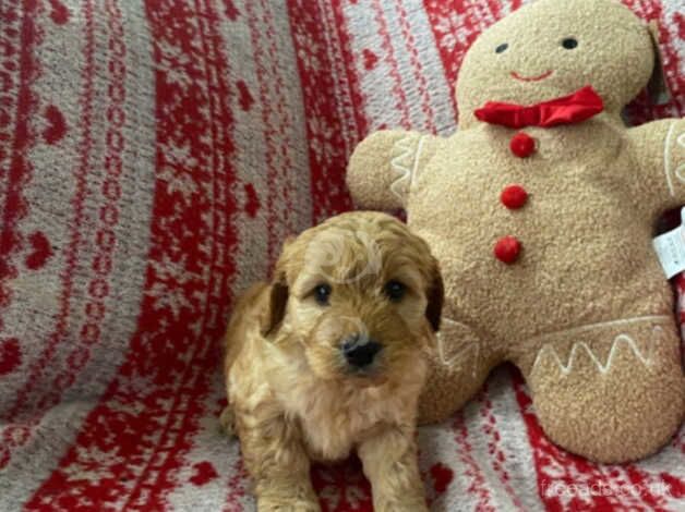 Gorgeous f1 cockerpoos look! - Image 5 of 5