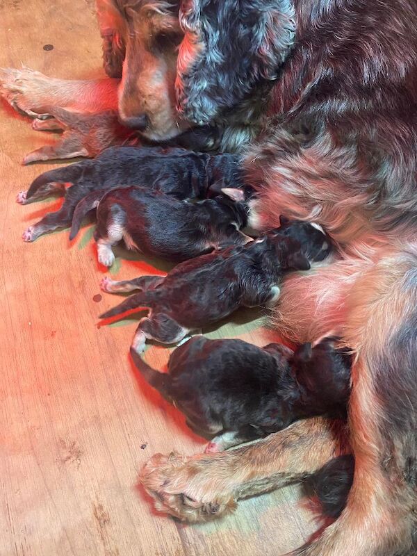 Gorgeous F1 generation Cockapoo puppies for sale