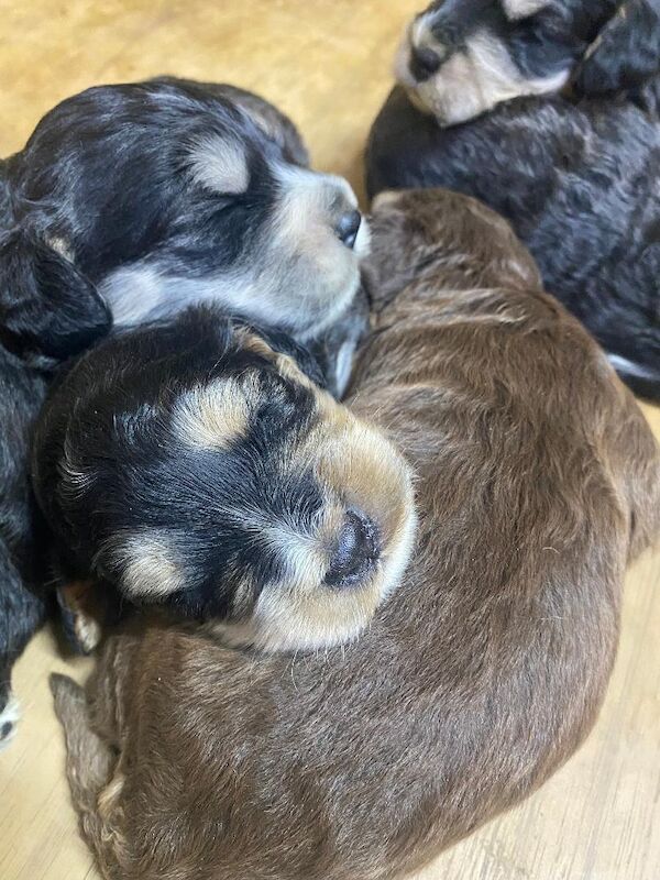 Gorgeous F1 generation Cockapoo puppies for sale - Image 2 of 15