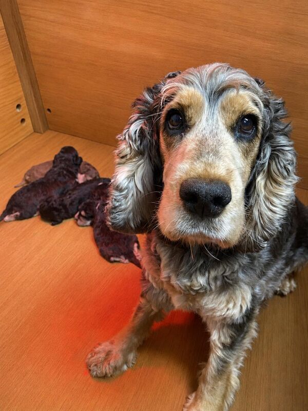 Gorgeous F1 generation Cockapoo puppies for sale - Image 3 of 15