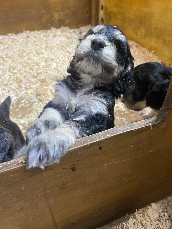 Gorgeous F1 generation Cockapoo puppies for sale - Image 4 of 15