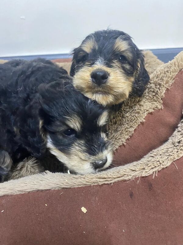 Gorgeous F1 generation Cockapoo puppies for sale - Image 5 of 15