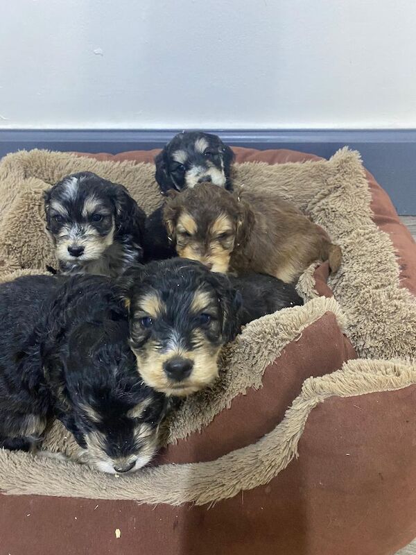 Gorgeous F1 generation Cockapoo puppies for sale - Image 6 of 15