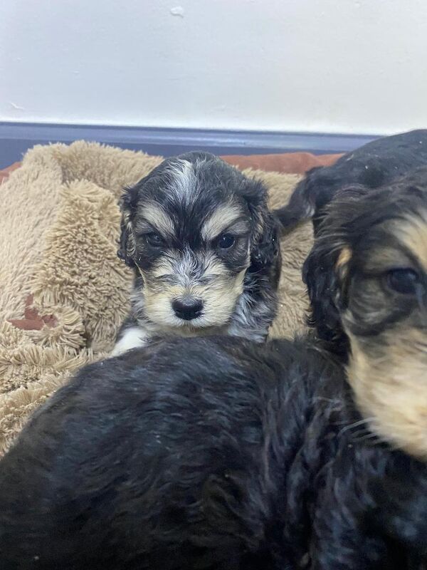 Gorgeous F1 generation Cockapoo puppies for sale - Image 7 of 15