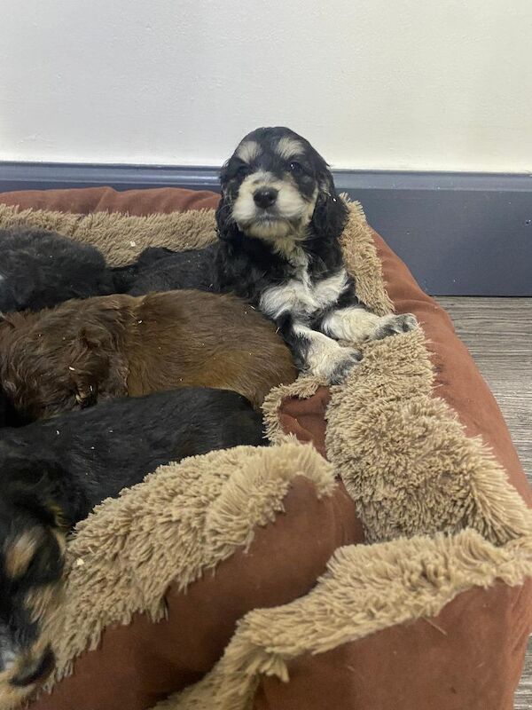 Gorgeous F1 generation Cockapoo puppies for sale - Image 8 of 15