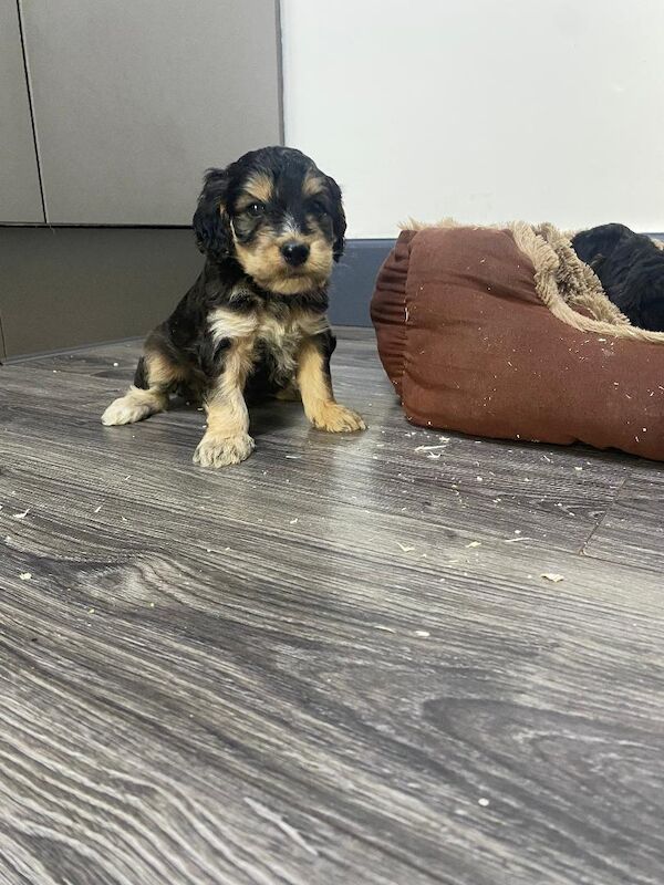 Gorgeous F1 generation Cockapoo puppies for sale - Image 9 of 15