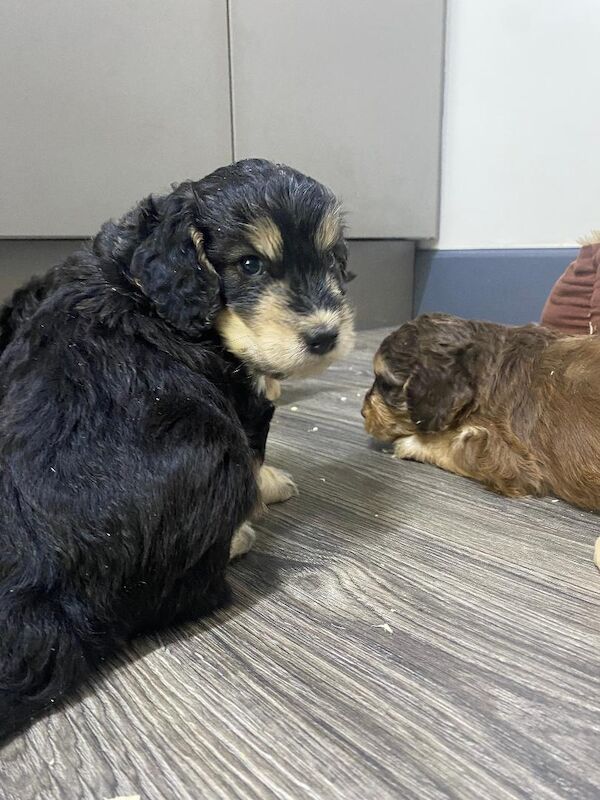 Gorgeous F1 generation Cockapoo puppies for sale - Image 10 of 15