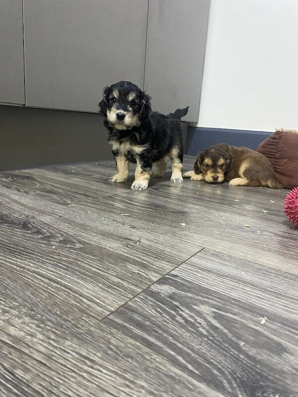 Gorgeous F1 generation Cockapoo puppies for sale - Image 12 of 15