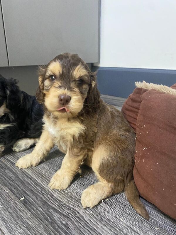 Gorgeous F1 generation Cockapoo puppies for sale - Image 13 of 15
