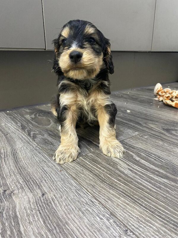 Gorgeous F1 generation Cockapoo puppies for sale - Image 14 of 15