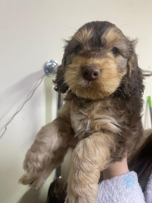Cockapoo Puppies For Sale Under £1,000