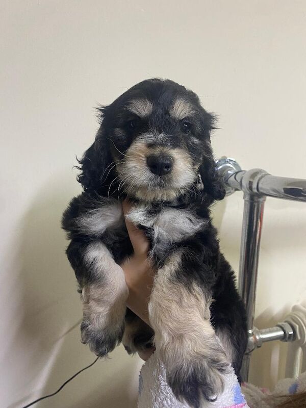 Cockapoo Puppies For Sale Under £1,000