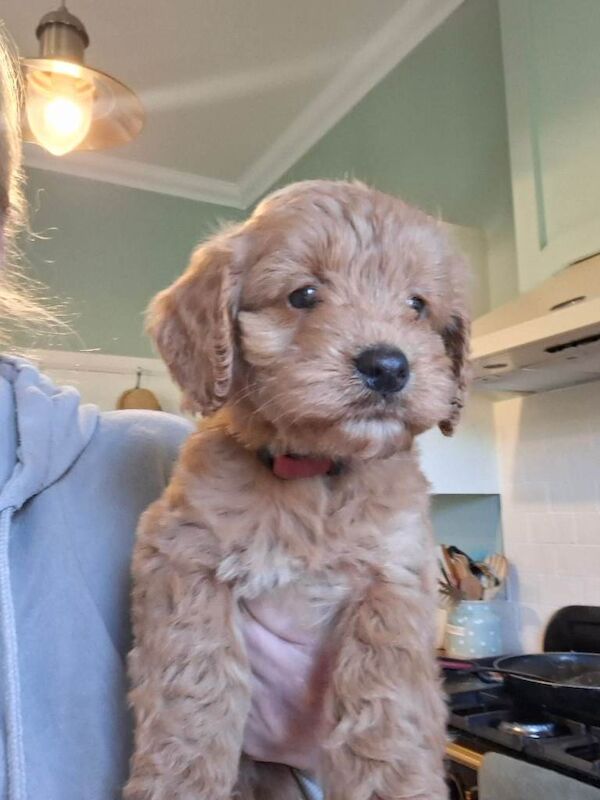Kennel Club Registered Cockapoo Puppies For Sale