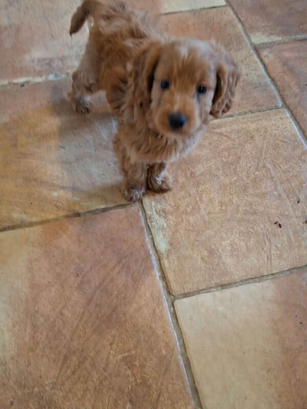 Gorgeous F1 Toy Cockapoo puppies - Image 2 of 6