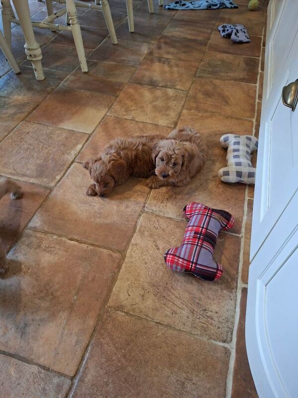Gorgeous F1 Toy Cockapoo puppies - Image 3 of 6