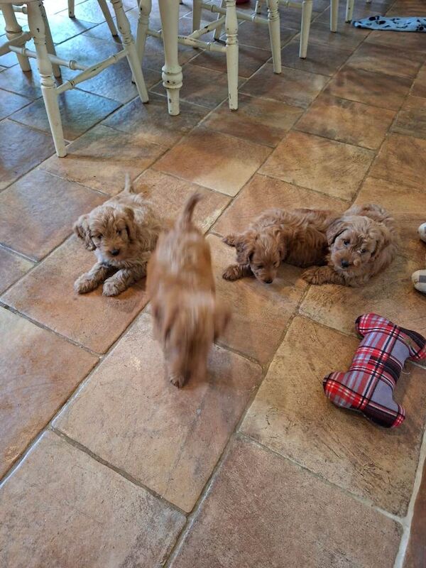 Gorgeous F1 Toy Cockapoo puppies - Image 4 of 6