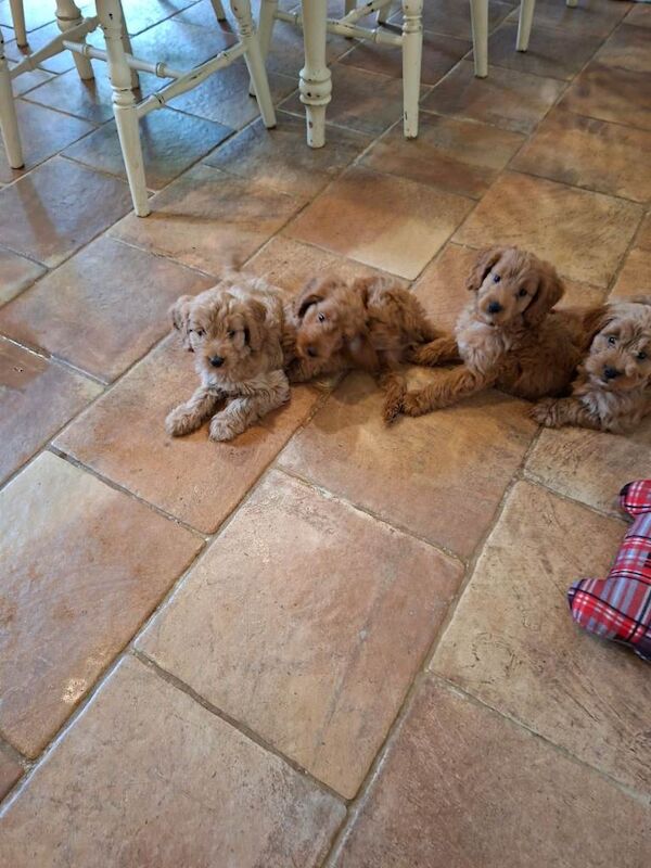 Gorgeous F1 Toy Cockapoo puppies - Image 5 of 6