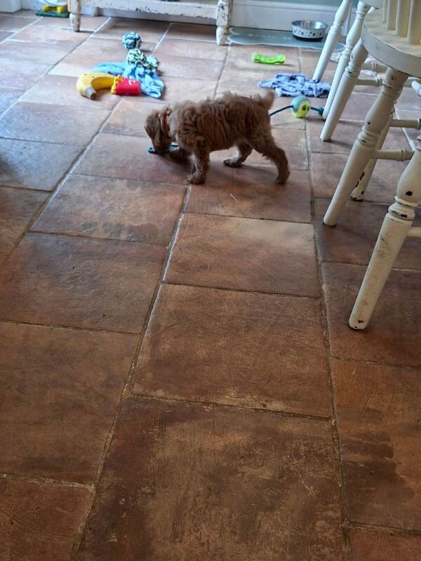 Gorgeous F1 Toy Cockapoo puppies - Image 6 of 6