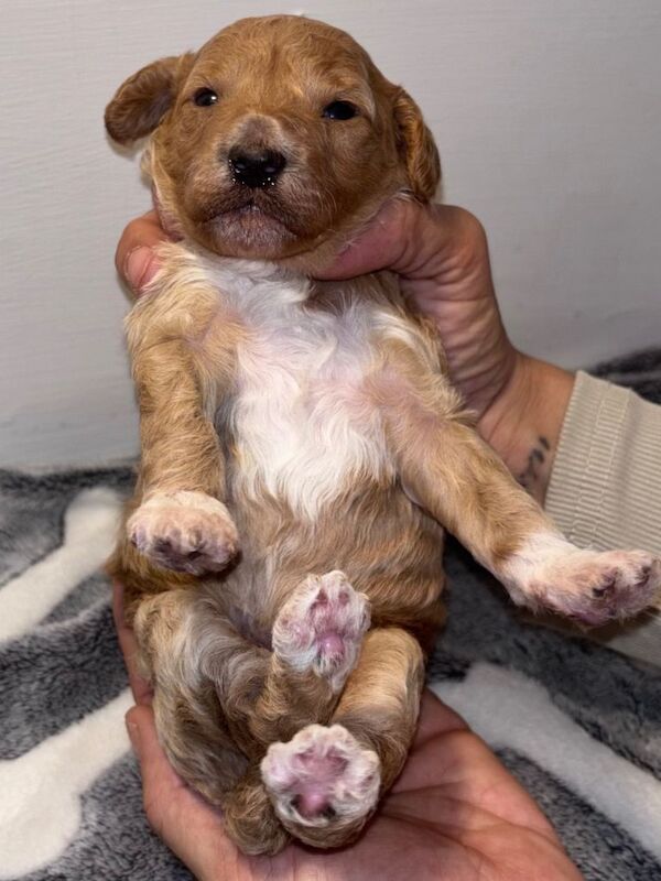 Cockapoo puppies for sale in Newcastle, County Down – KC registered, 2 weeks old