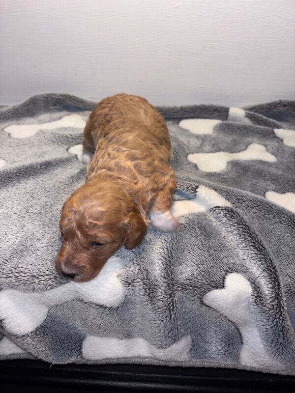Cockapoo puppies for sale in Newcastle, County Down – KC registered, 2 weeks old - Image 2 of 4