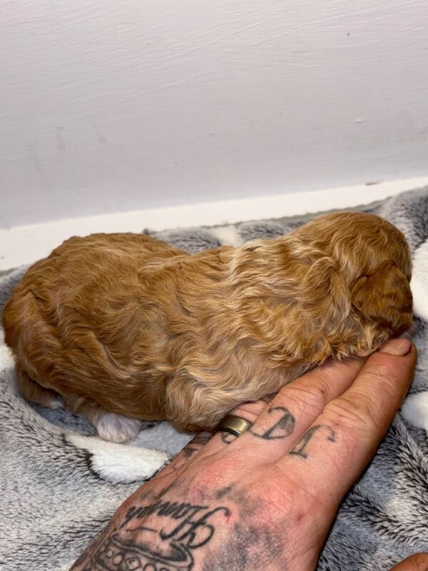 Cockapoo puppies for sale in Newcastle, County Down – KC registered, 2 weeks old - Image 4 of 4