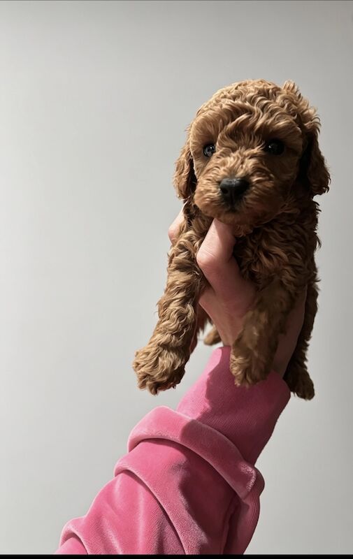 Apricot Cockapoo Puppies For Sale