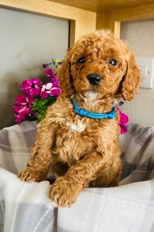 Cockapoo puppies for sale in Reading, Berkshire – KC registered, 9 months old - Image 2 of 3